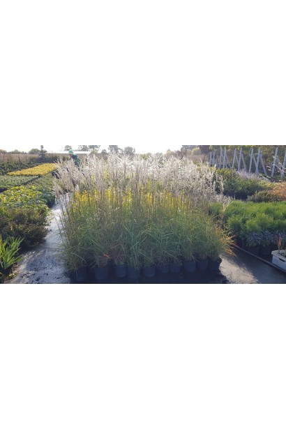 Міскантус китайський Клейн Сільберспай - 3л/вис.90-120см/Ø60-70см